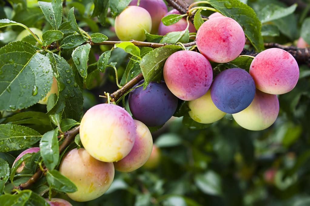 梅子杏子李子果实的区别,梅子和李子有什么区别