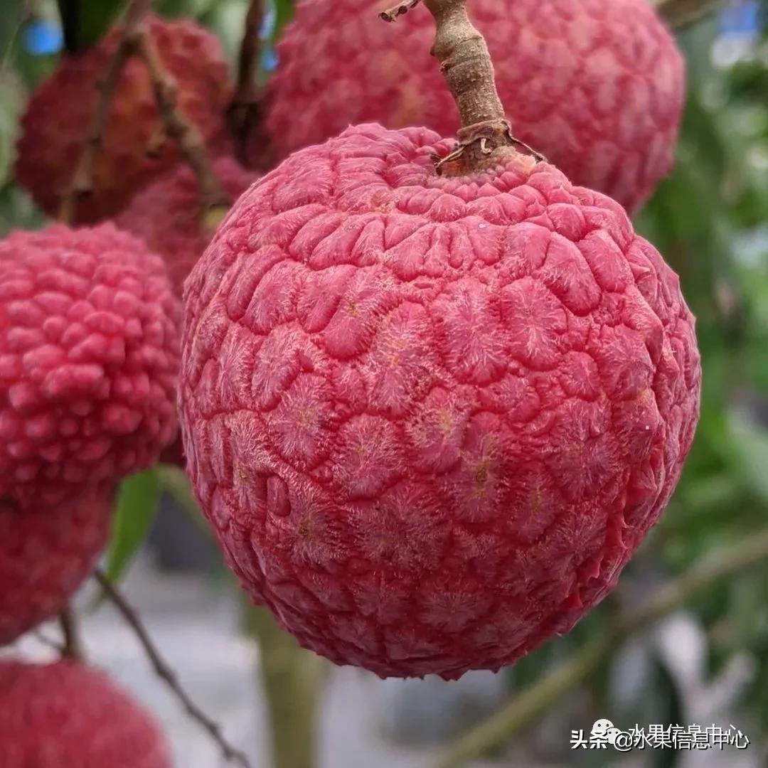 日本农业发达到什么程度?荔枝、香蕉、菠萝竟然用温室来种