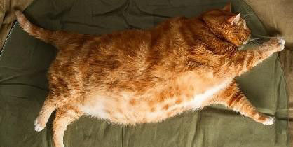 猫咪养胖用什么猫粮,猫咪养胖