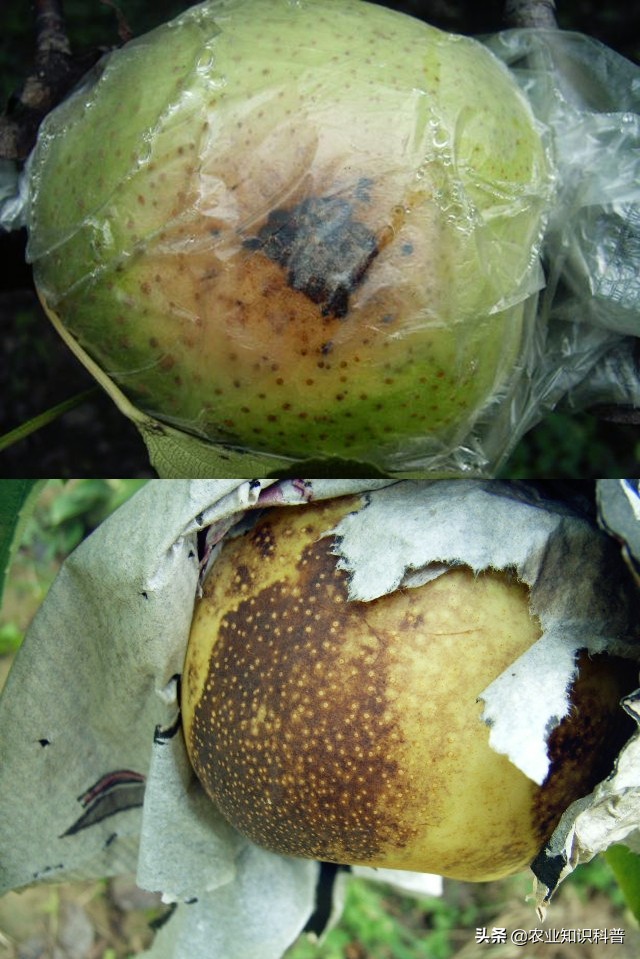 果实套袋的利与弊,果实套袋的好处