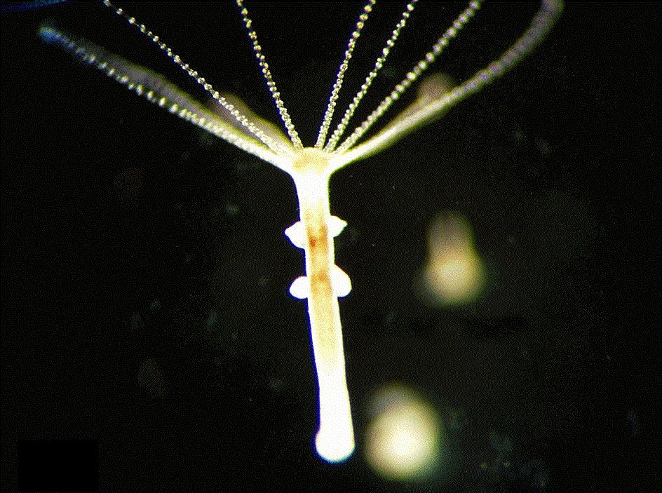 关于多细胞生物的起源之谜