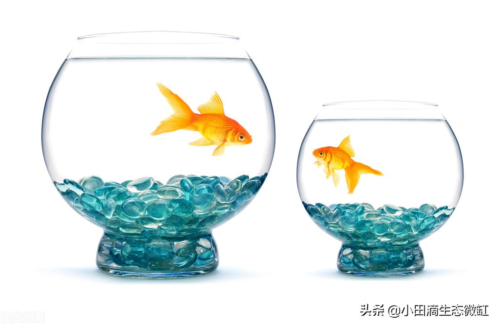 小鱼缸里面金鱼怎么养活,小鱼缸养金鱼的正确方法