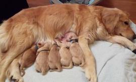 养金毛公的好还是母的好,养金毛狗是养公的好还是母的好