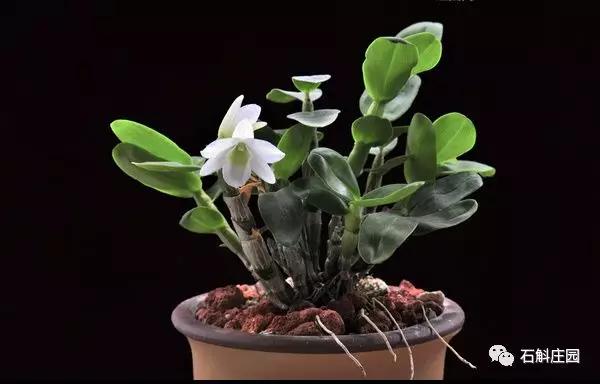 种植石斛兰的正确方法,石斛兰如何种植长得好看