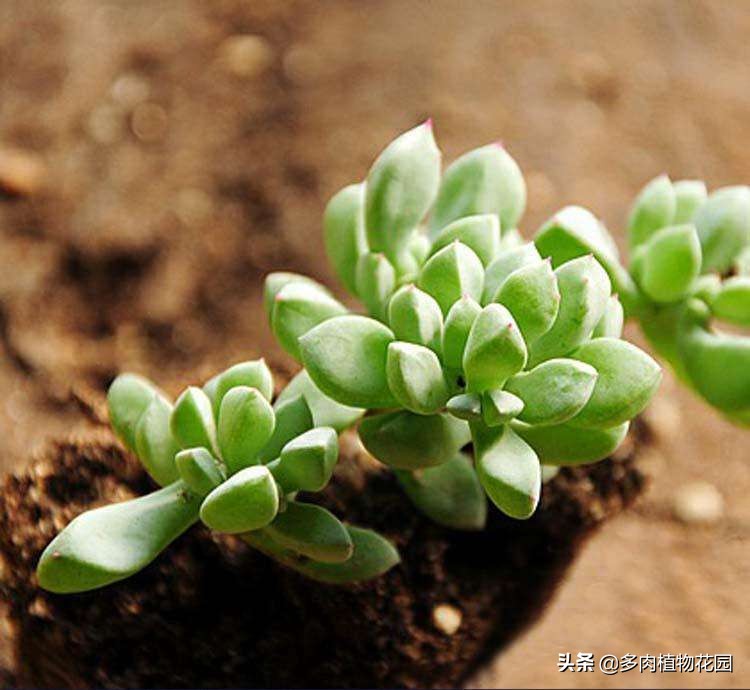 白菊怎么养才能开花呢,白菊黄菊的养护方法