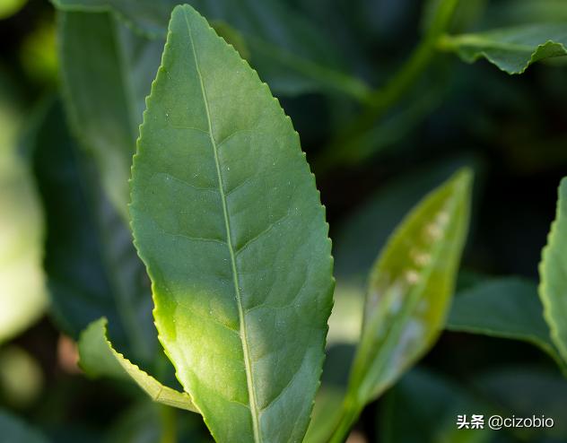 除了福建哪还有铁观音,安溪四大名茶哪个最好