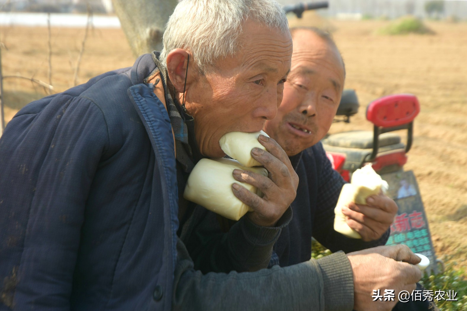 粮食得了病害,农村粮食浪费现象有哪些