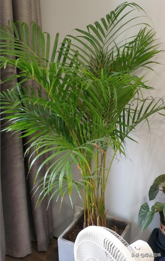 武汉养花技术哪里培训,北京养花小技巧