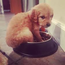 小狗肠炎刚好怎么喂食,幼犬肠胃不好怎么喂食调理