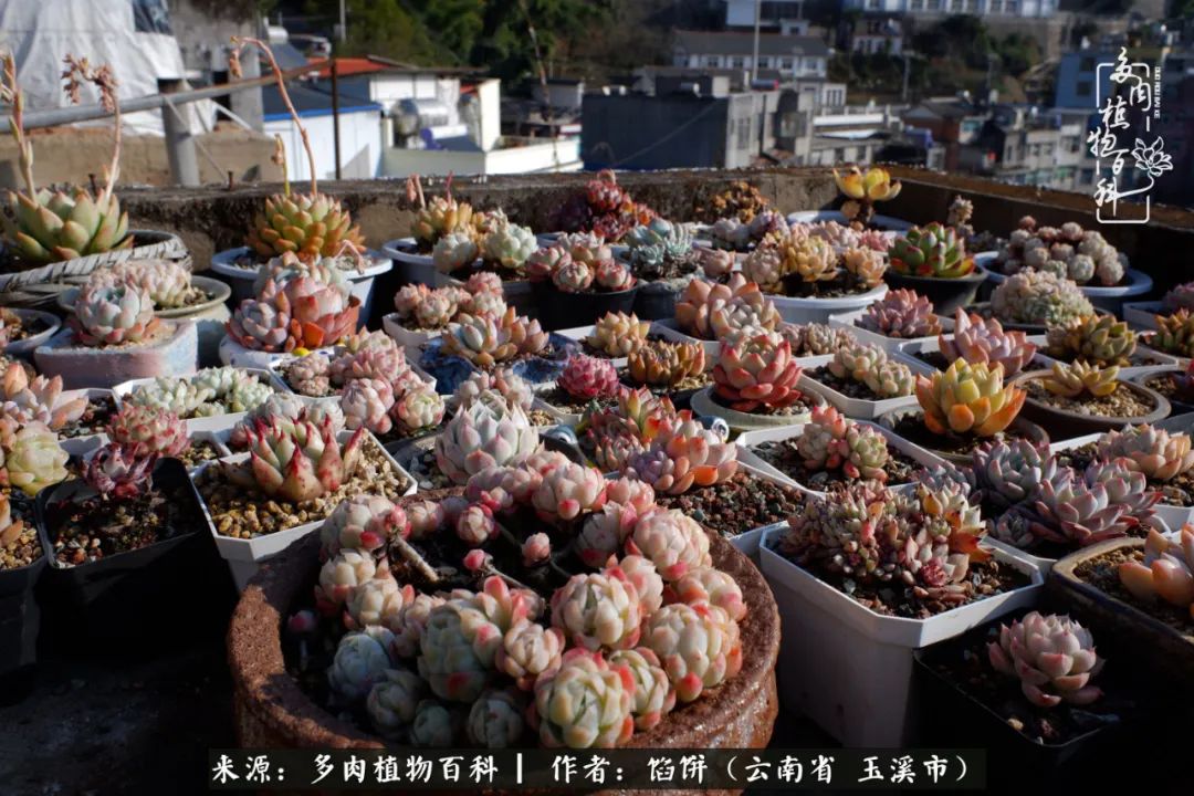 多肉对比图片,多肉对比高清图