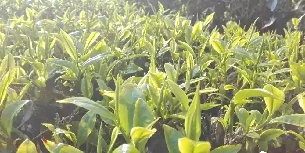 大理网红地方有哪些,云南大理网红景点洱海