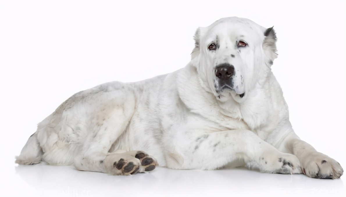 四大放羊狗，一只狗就能管一个羊群，在中国最受欢迎