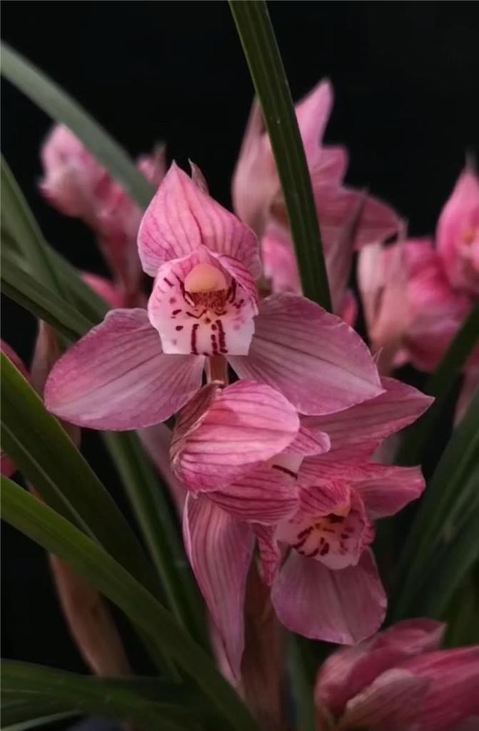 四川下山的一颗翻版蝉翼红荷，后来成为兰家争相收藏的精品