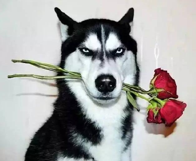 中国最受欢迎的10种狗,最受人喜爱的十种狗