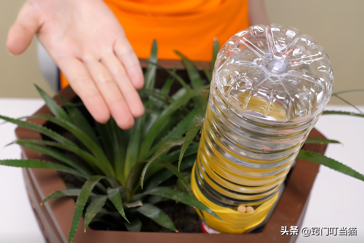 生活小妙招自动浇花器,自制出差后定时浇花器