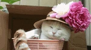 立冬吃什么菜可以补身体,今日立冬进补视频