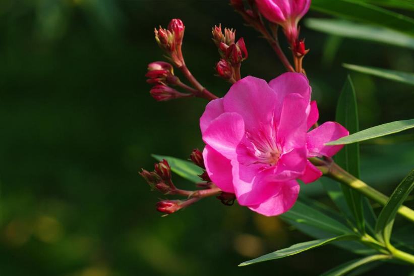 赞美夹竹桃花诗句名句,有关夹竹桃的诗句