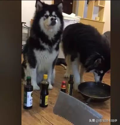 阿拉斯加喂狗饭,阿拉斯加狗吃饭配餐日常