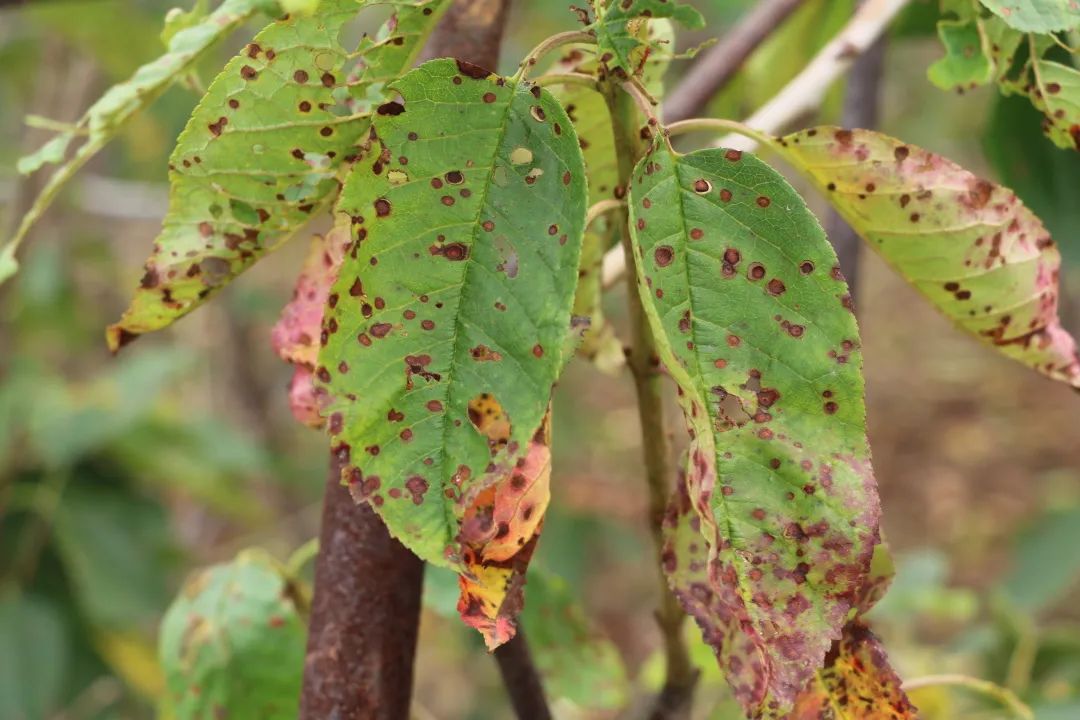 图说樱桃病虫害防治关键技术书籍,樱桃病虫害防治图谱