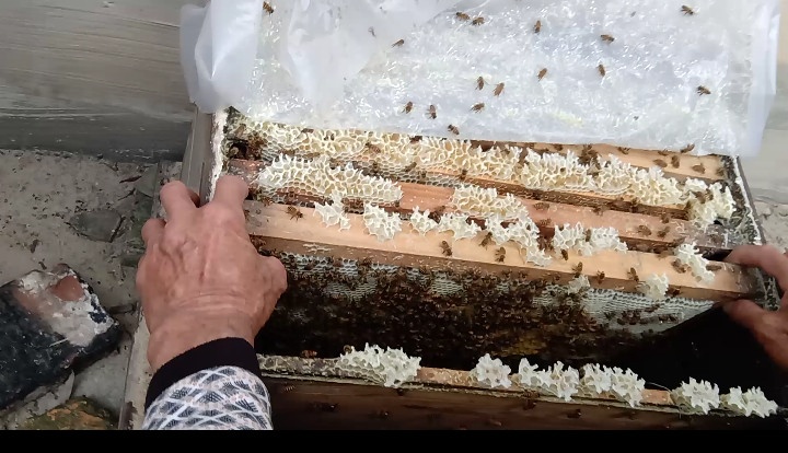 蜜蜂养殖深山农家土蜂蜜,蜜蜂养殖纯天然正宗蜂蜜