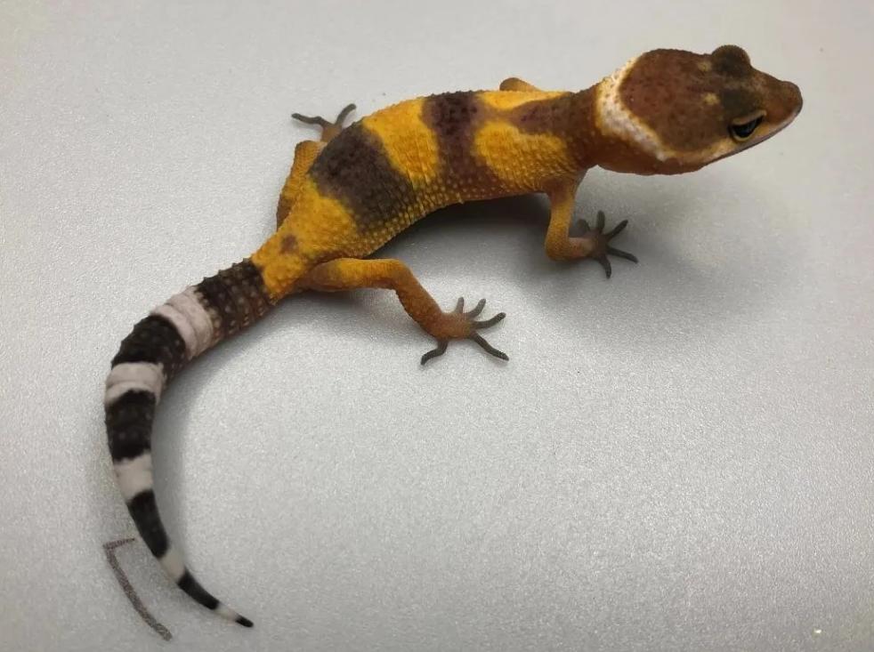 饲养可爱又呆萌傻傻的豹纹守宫,如何饲养好一只豹纹守宫