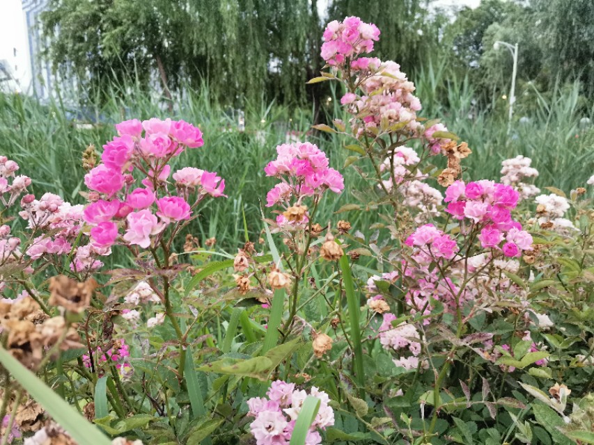 南京天印湖公园,江宁区大学城天印湖公园