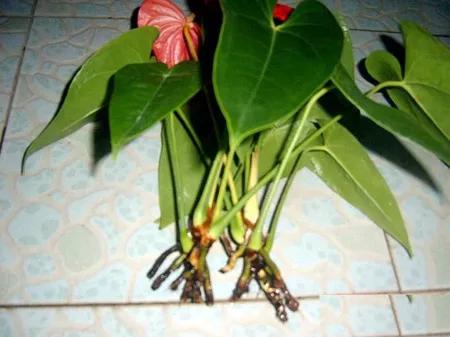 三种药片过期了可以放花盆里,过期的药片对花有效吗