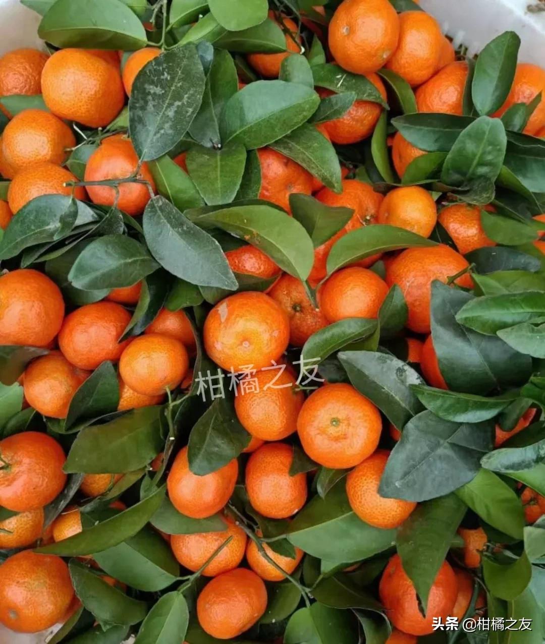 全国沙糖桔收购客商电话,寻找收购沙糖桔次果的厂家