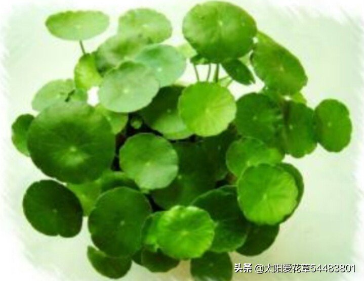 绿植浇什么水又绿又好,绿化植物怎样高效浇水