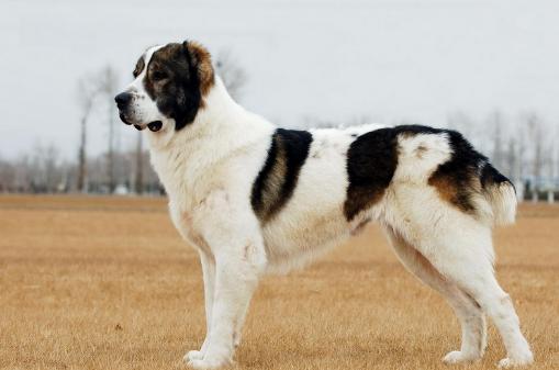 农村养狗一个好还是两个好,农村养狗和养鸡