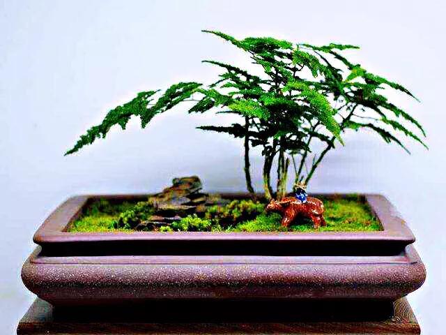 文竹文竹,文竹青翠欲滴