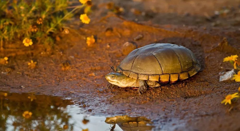 黄泽蛋龟照片,黄泽蛋龟母龟