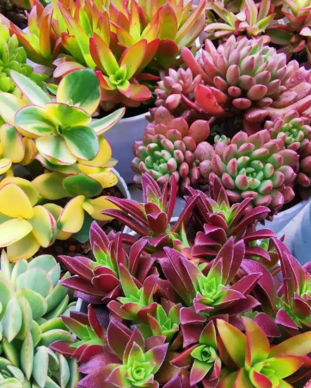 夏天种花不浇水的小窍门,哪十种花夏季少浇水