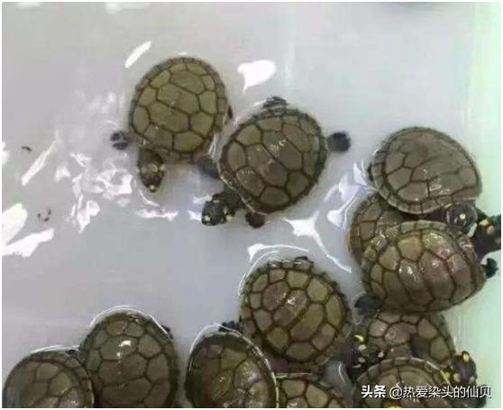 龟易应激怎么调理,龟生病是怎样的表现