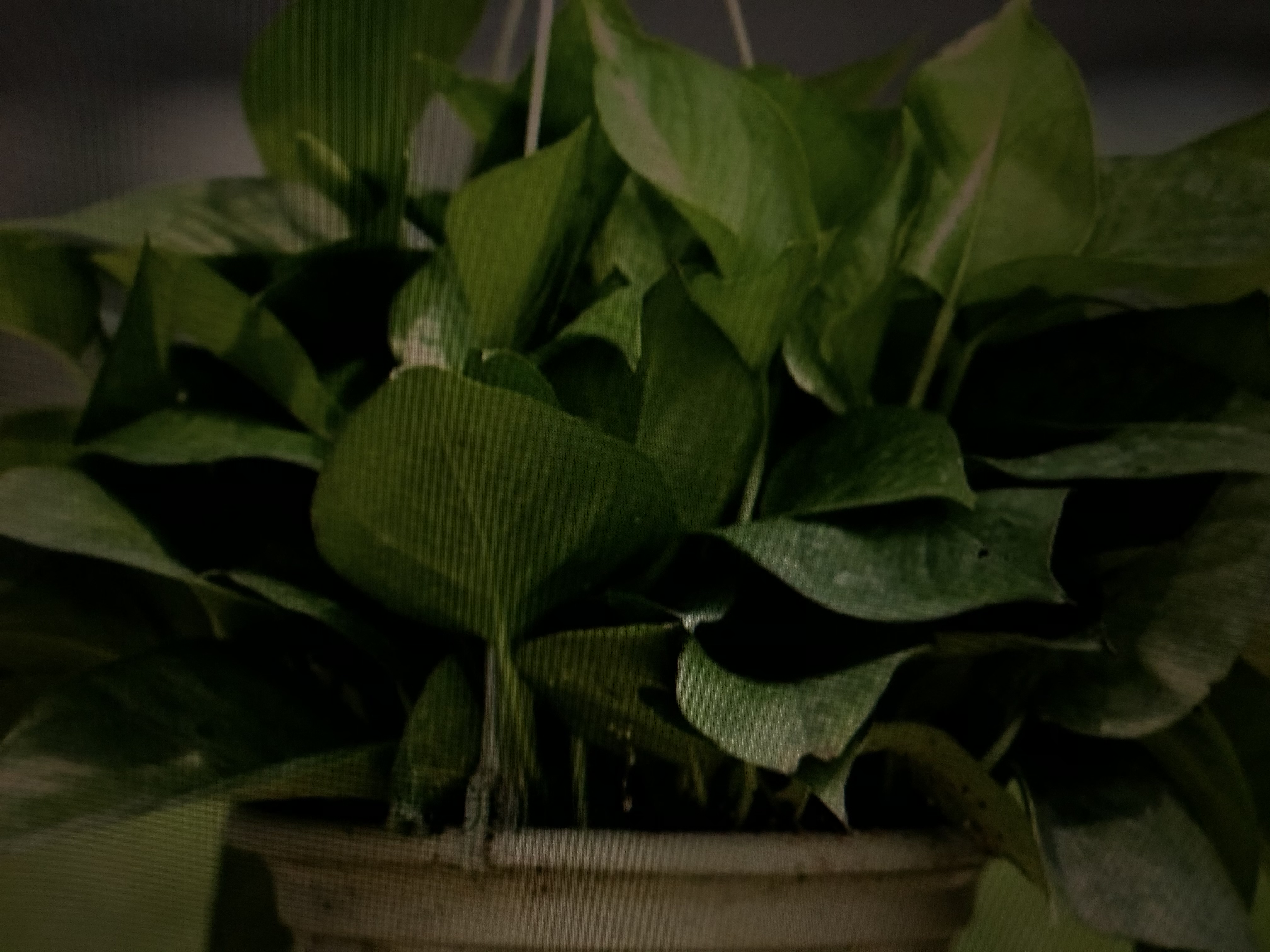 用手机拍照打开什么功能最清晰,用苹果手机拍照的方法