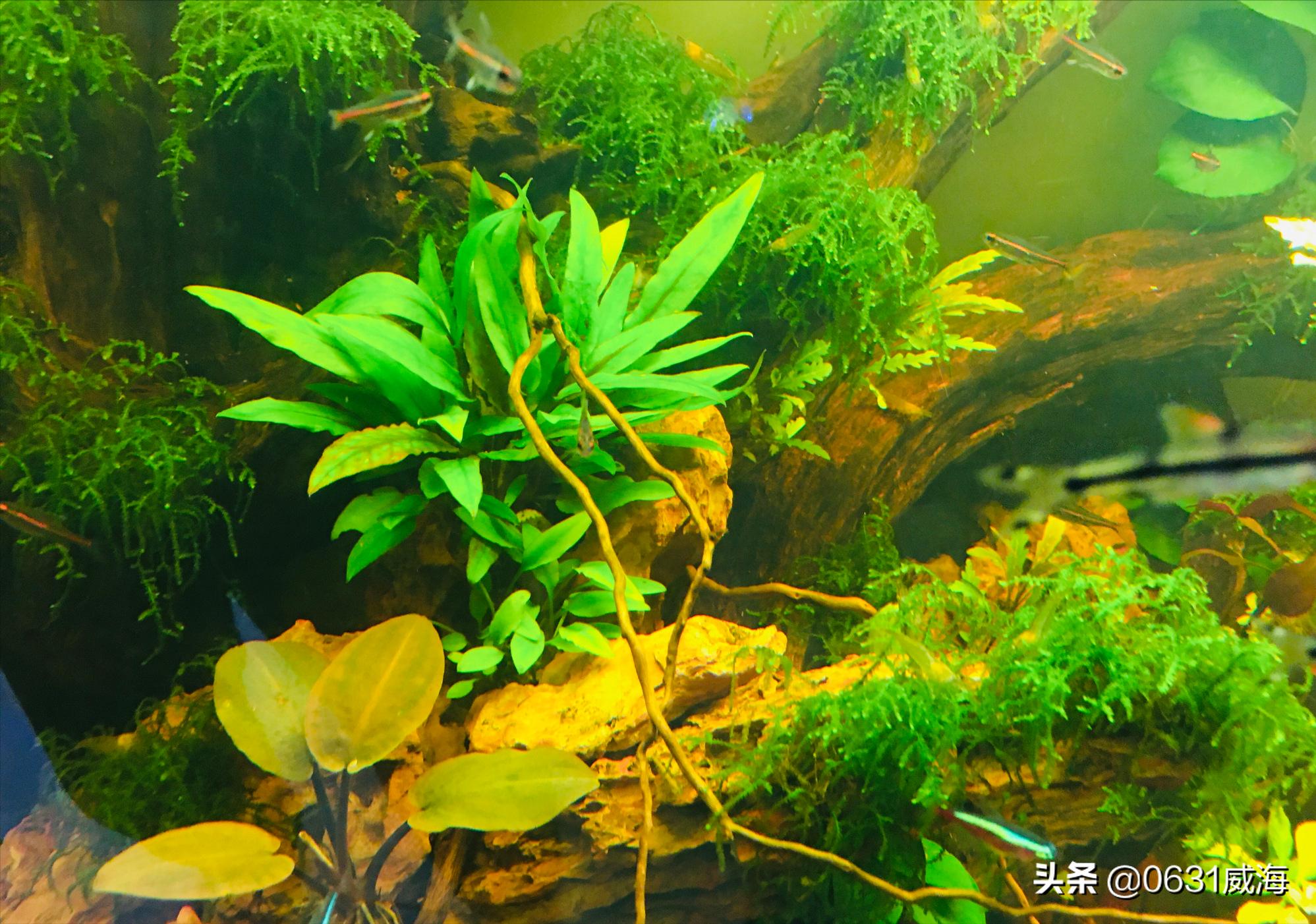 水草缸开灯设置时间,水草缸里的水草能维持多久