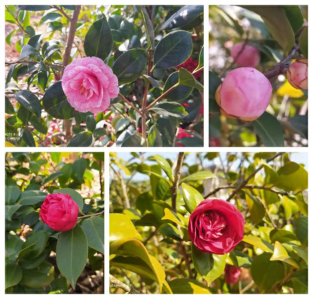 楚雄哪里山上野山茶花多,楚雄彝山茶花