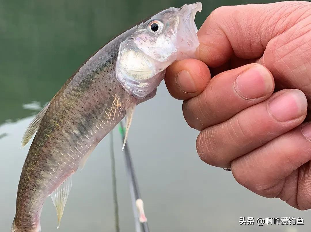 为何它能有这么高的价值？市场售价近百元一斤，重唇鱼珍贵在哪？