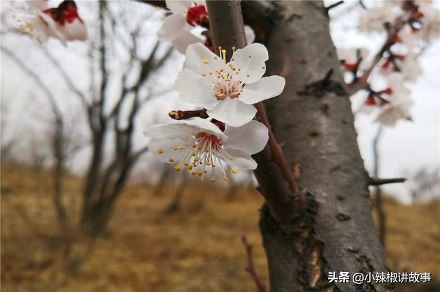 朵拉的主要故事,朵拉故事内容