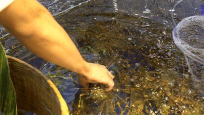 不到海边也能吃到新鲜又味美,不去海边也可以享受美味