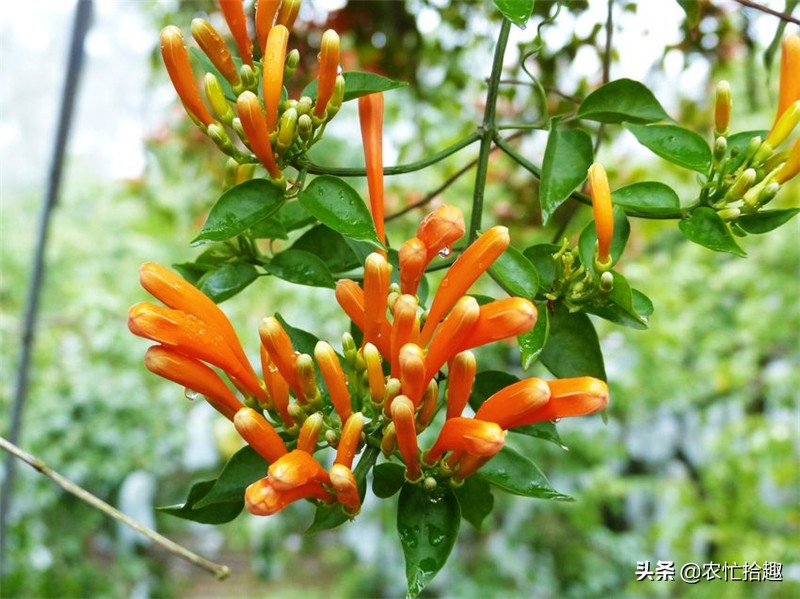 花期长达半年，种一棵爬满墙，花的价值珍贵少人知