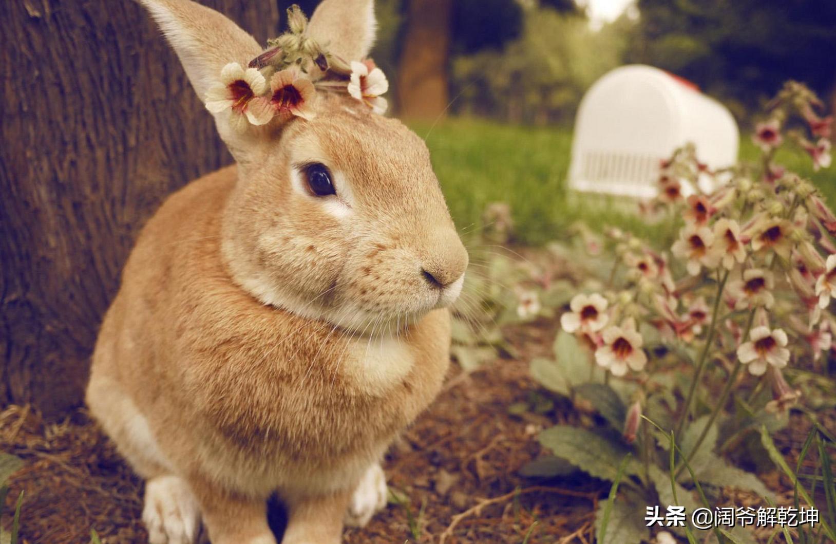 12生肖生日运势,通过你的生日看到你的运势……