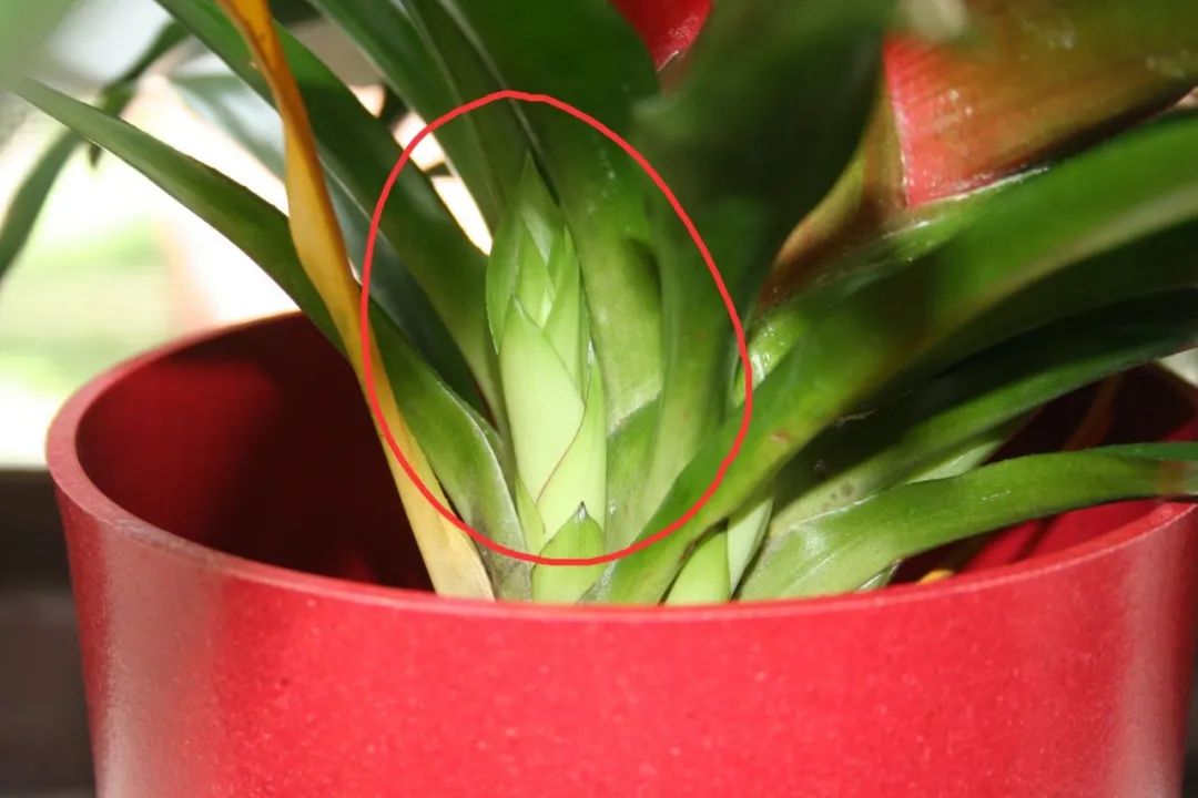 观赏凤梨开花后怎么处理,凤梨花凋谢了怎么养