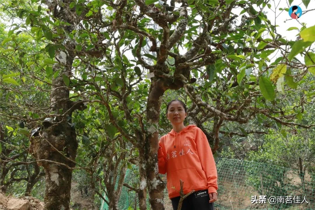 冰岛五寨糯五价格,冰岛五寨谁最有性价比