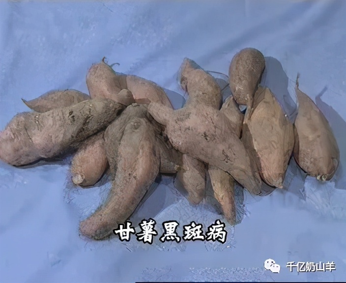 羊吃马铃薯中毒的症状,羊吃黑斑红薯中毒的症状