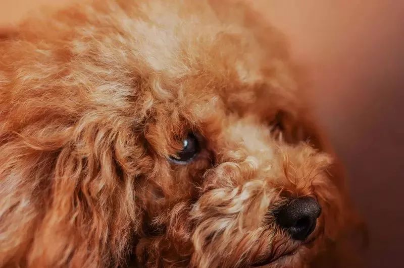 养狗记合集,养狗记28完整版