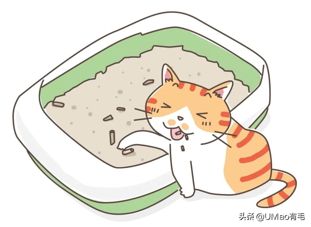 为什么养猫和想象中的不一样,为什么养猫比对自己的父母还好呢