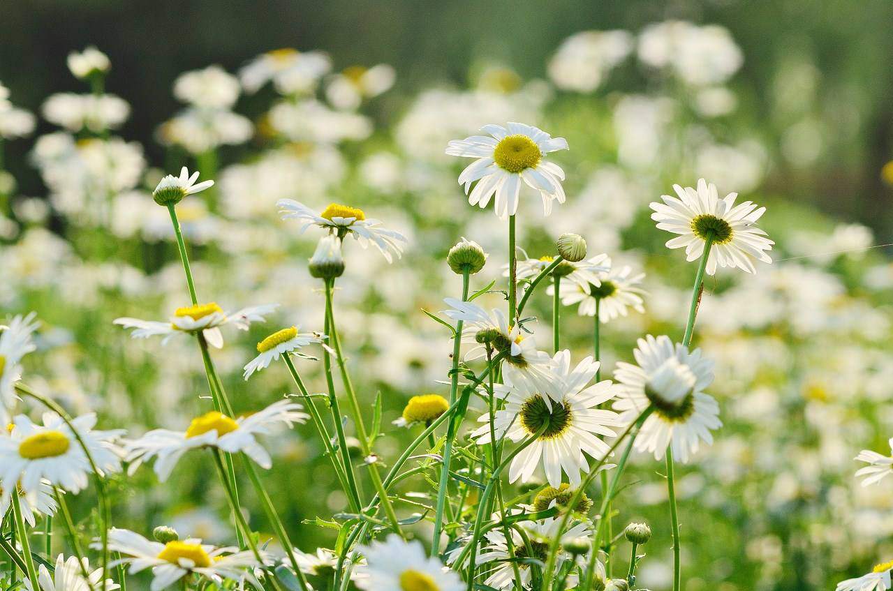 2022仪陇复兴中学开学典礼,四川省仪陇复兴中学图片