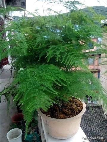 文竹如何不长新笋,郁郁葱葱的文竹