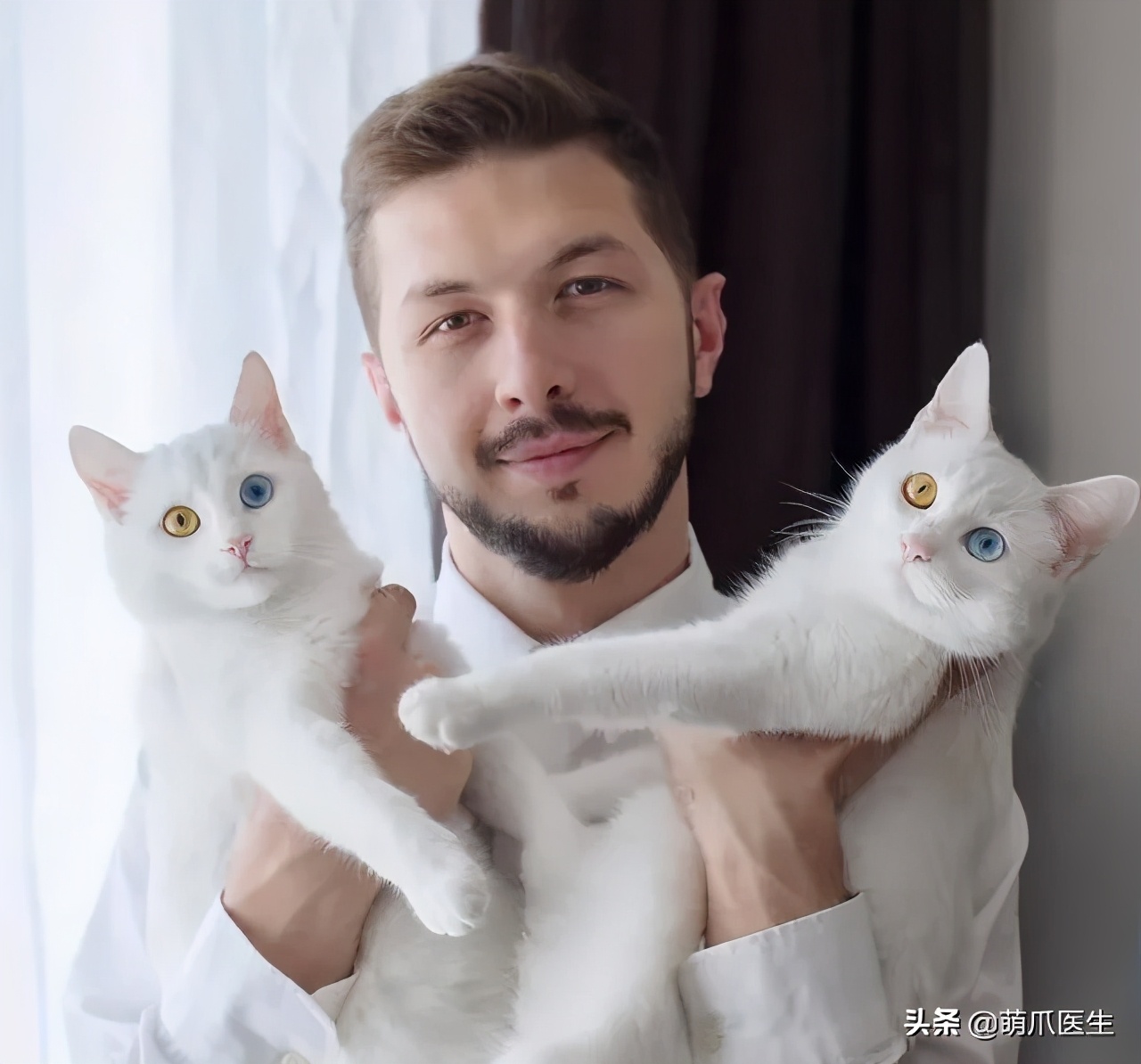 猫咪长大后还认得出兄弟姐妹吗,猫咪长大还记得自己的同胞兄弟吗